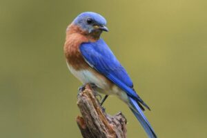 Beginner Bird Walks at The Weldon Spring Site Interpretive Center.