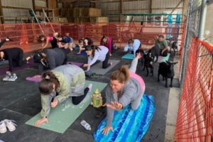 Goat Yoga at Brookdale Farms.