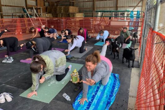 Goat Yoga at Brookdale Farms.
