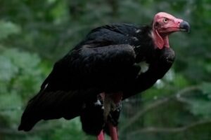 International Vulture Awareness Day at World Bird Sanctuary.