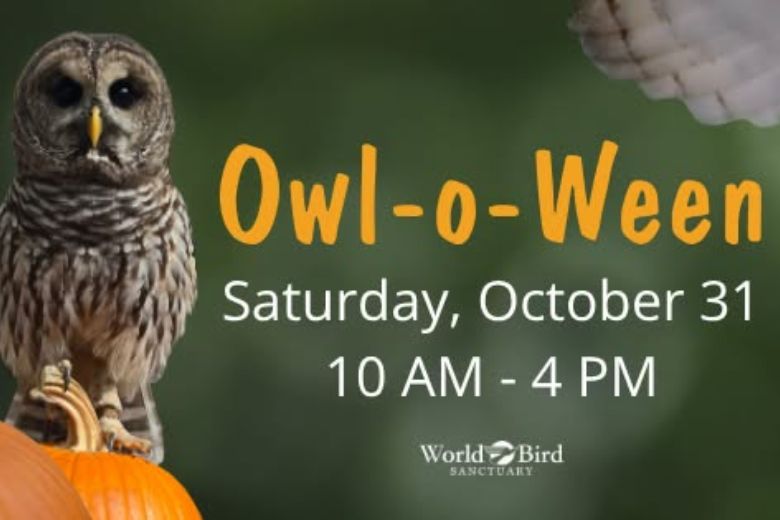 Owl-o-Ween at World Bird Sanctuary.